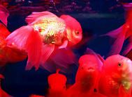 海象鱼饲养方法