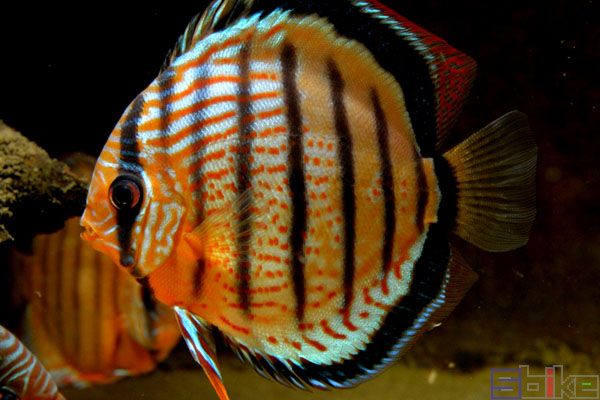 野生绿七彩神仙鱼