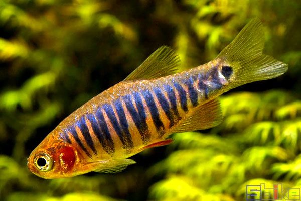 蓝带斑马鱼