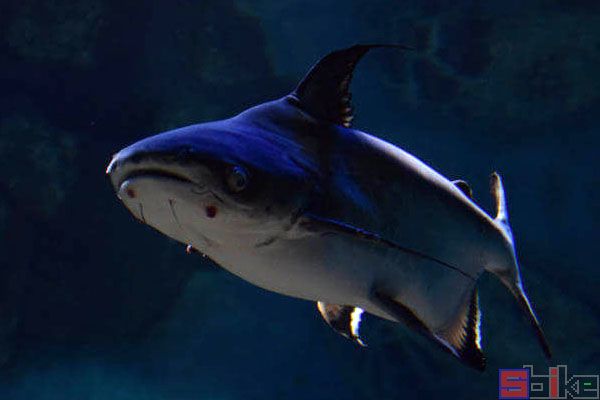 世界最大的淡水鱼：湄公河巨型鲶鱼（有明确记录）