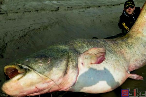 世界最大的淡水鱼：湄公河巨型鲶鱼（有明确记录）