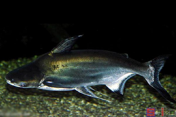 世界最大的淡水鱼：湄公河巨型鲶鱼（有明确记录）