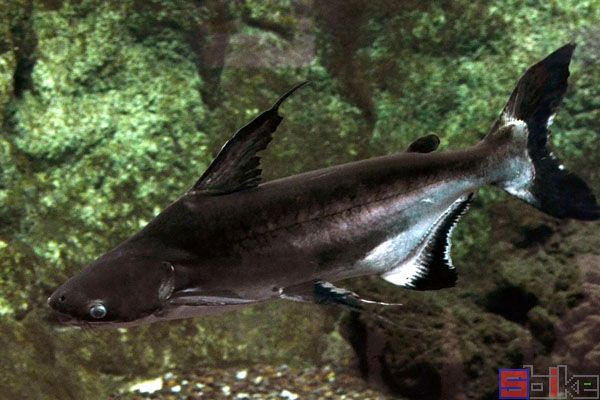 世界最大的淡水鱼：湄公河巨型鲶鱼（有明确记录）