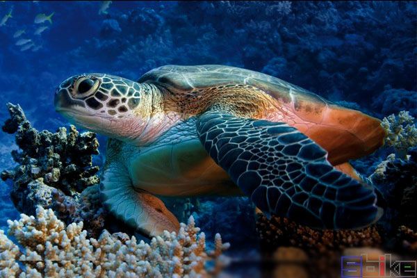 动物界十大闭气冠军，有的憋气时间最长达10个小时！