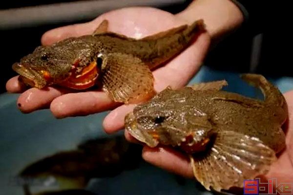 我国最具代表性的十大河鲜