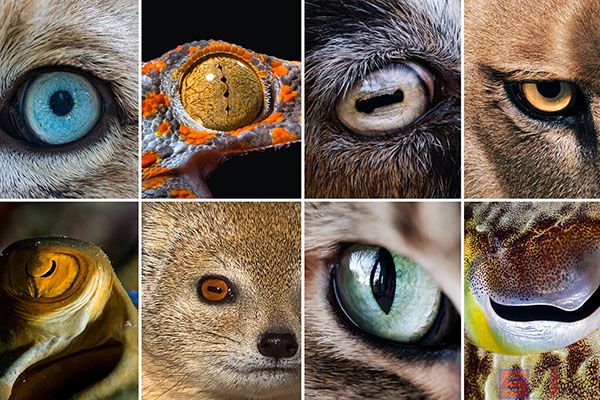 动物瞳孔形状分析，为什么瞳孔形状个与不同？