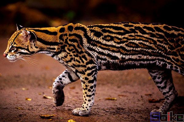 世界上十大反应速度最快的动物，排名第1眼中，人类的动作如同慢镜头一般！