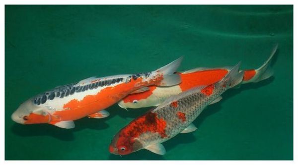 锦鲤鱼久盛不衰的九个理由!