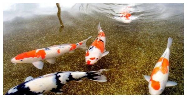 锦鲤鱼久盛不衰的九个理由!