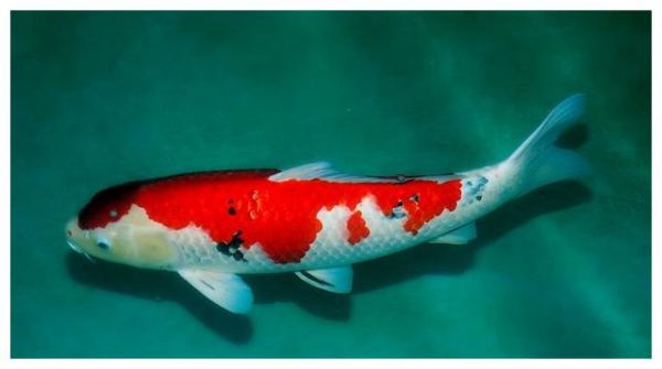 锦鲤鱼久盛不衰的九个理由!