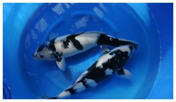 锦鲤鱼久盛不衰的九个理由!