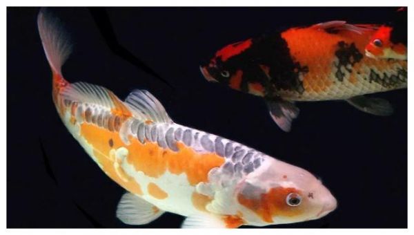 锦鲤鱼久盛不衰的九个理由!