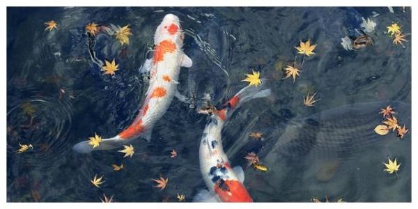 锦鲤鱼久盛不衰的九个理由!