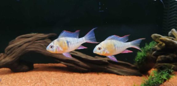 玻利维亚凤凰鱼繁殖小记