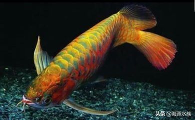 龙鱼不吃东西了：龙鱼多久不吃食会饿死(龙鱼的耐饥饿能力强吗