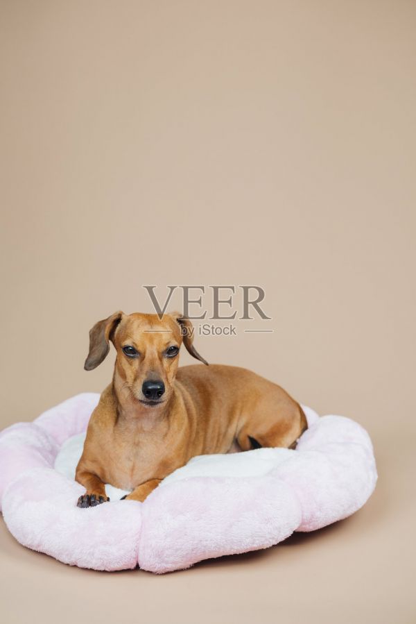 棕色狗狗在粉色花瓣形宠物床上休息，背景为浅棕色。照片摄影图片