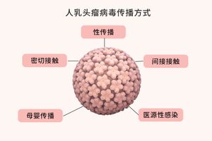 hpv会自己感染吗