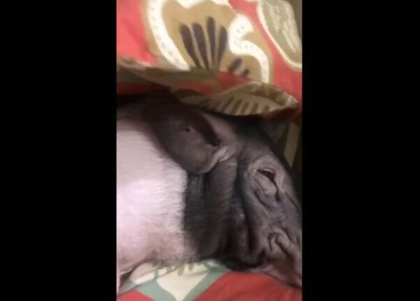 猪有自己的床，生活比人更舒服，网友：连猪都不如！