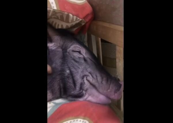 猪有自己的床，生活比人更舒服，网友：连猪都不如！