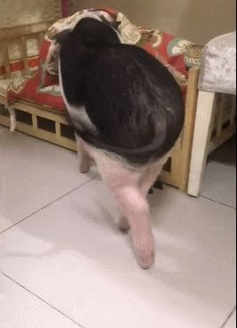 猪有自己的床，生活比人更舒服，网友：连猪都不如！