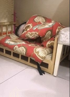 猪有自己的床，生活比人更舒服，网友：连猪都不如！