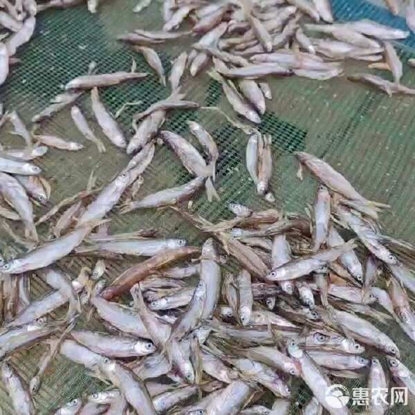  电商 宠物零食干 喂猫喂狗鱼干 干鱼 小鱼干