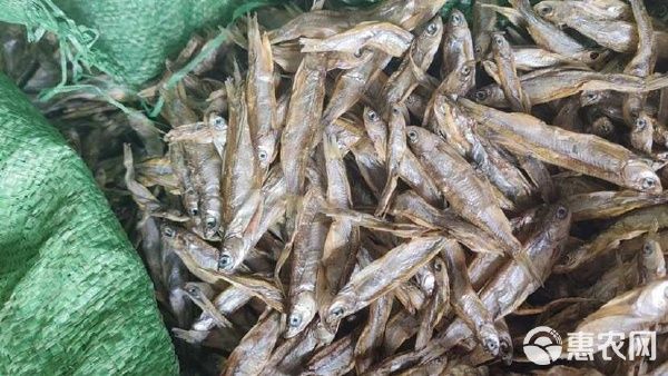  电商 宠物零食干 喂猫喂狗鱼干 干鱼 小鱼干