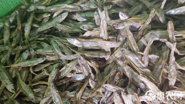  电商 宠物零食干 喂猫喂狗鱼干 干鱼 小鱼干