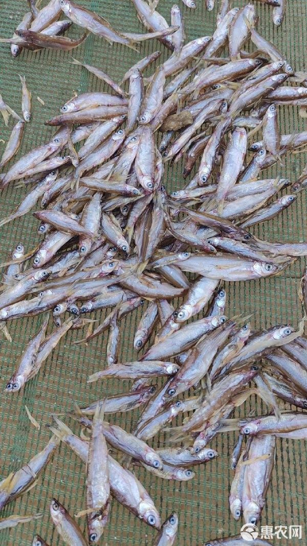  电商 宠物零食干 喂猫喂狗鱼干 干鱼 小鱼干