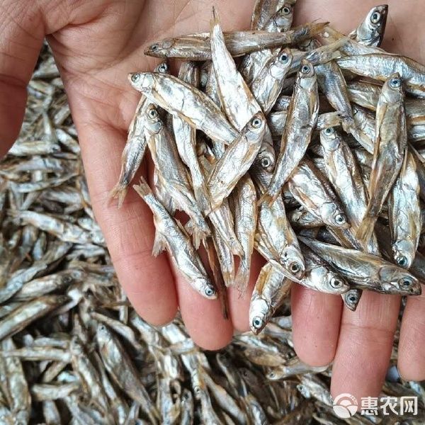  电商 宠物零食干 喂猫喂狗鱼干 干鱼 小鱼干