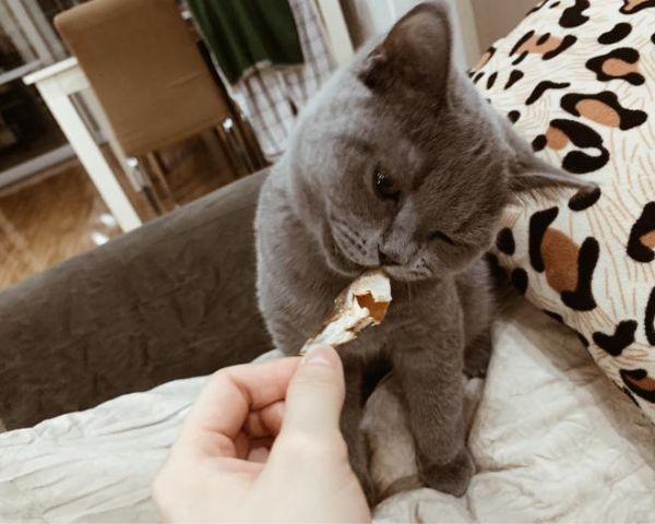 猫咪零食’小鱼干‘的做法