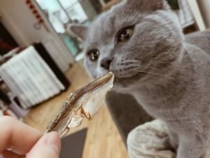 猫咪零食’小鱼干‘的做法 步骤8