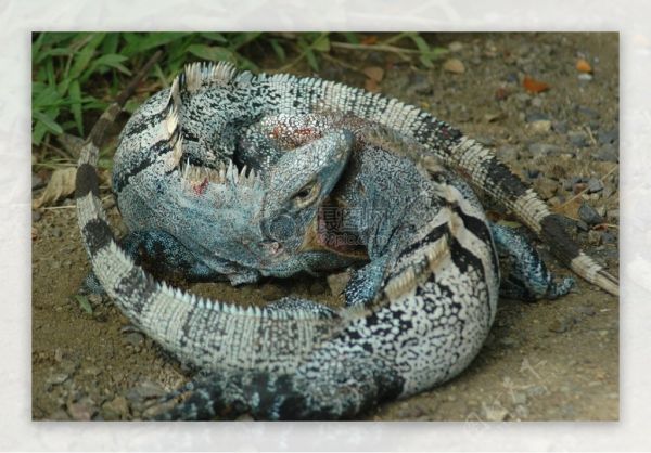 草地上的爬行动物