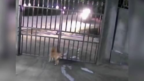 人与宠物的治愈瞬间， 如果压力太大就来看看吧