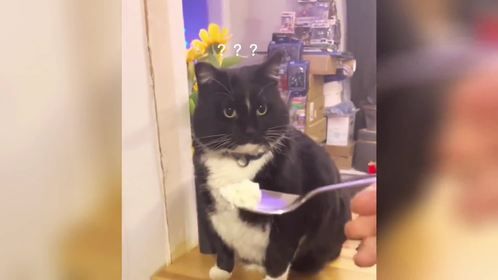 盘点猫咪吃饭的无语瞬间，猫：滂臭 还辣眼睛