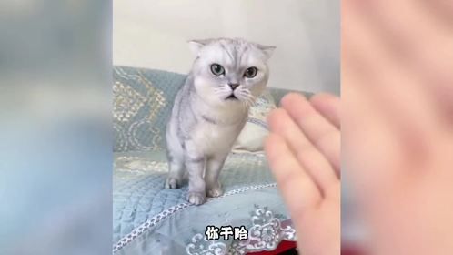 盘点猫咪的搞笑瞬间，嫉妒使小猫咪面目全非