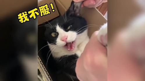 盘点猫咪的无语瞬间，专治不开心