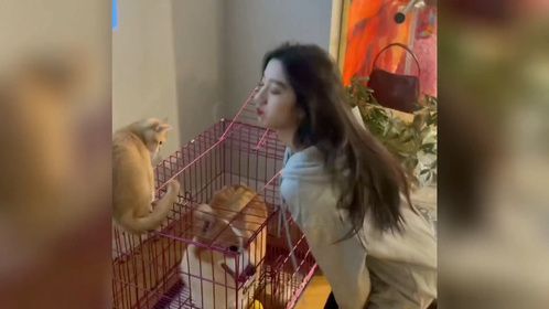 盘点狗子的迷惑行为，没有边界感的狗子