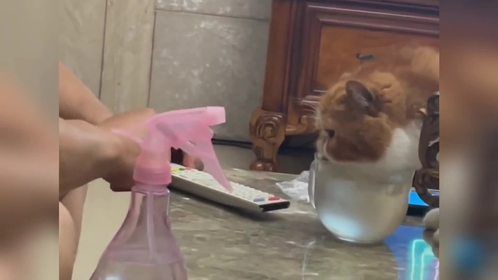 盘点人与动物的双向治愈时刻，它们总是用行动来表达爱和忠诚