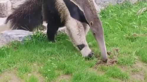 食蚁兽的舌头原来这么长的吗？