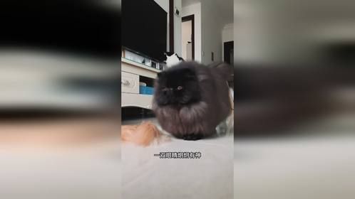 又圆又胖的大猪猫