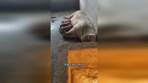 我以为这只小猪死了