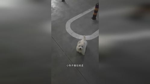 胆小狗子被揍踢着遛弯