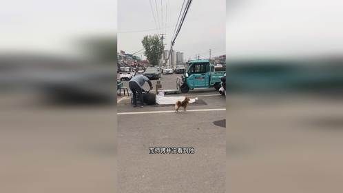 狗子被爆米花轰飞