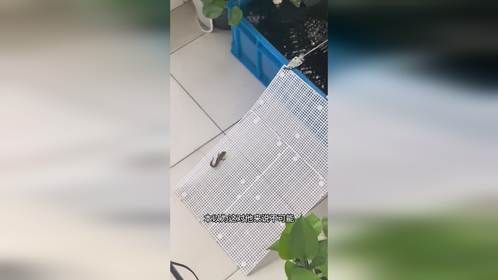 跑地上的小鱼轻松爬上鱼缸