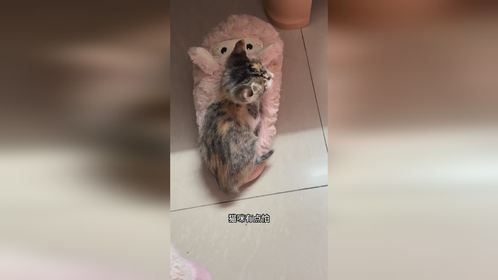 胆小猫咪当缩头乌龟