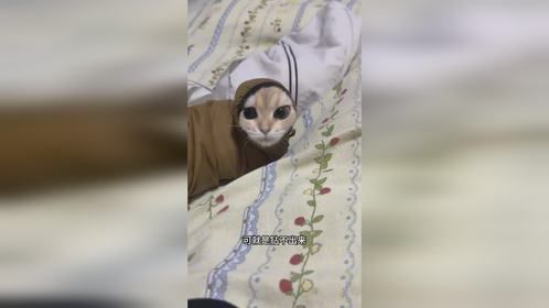 猫咪钻衣服被暴揍