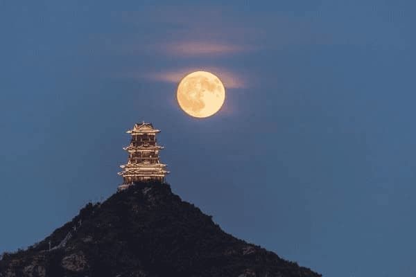 泰迪犬不消化怎么办，泰迪犬不消化怎么办吃什么药