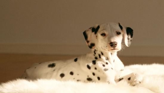 狗狗消化不良虽然不是大事，但带来的痛苦不少，到底该如何帮狗狗