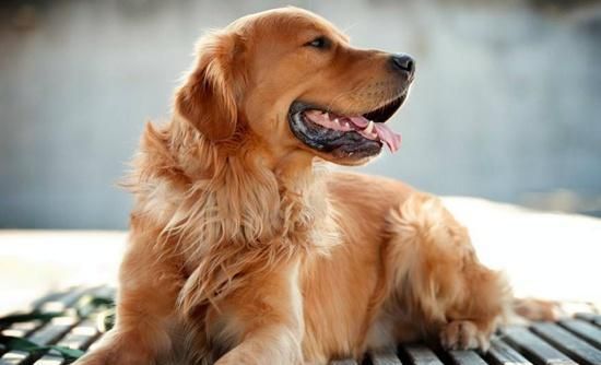 狗狗消化不良虽然不是大事，但带来的痛苦不少，到底该如何帮狗狗